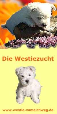 Westie Zucht vom Elchweg